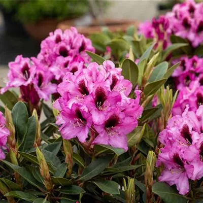 im Container 40 - 50 - Pontische Alpenrose - Rhododendron (Ponticum-Gruppe) 'Kokardia'