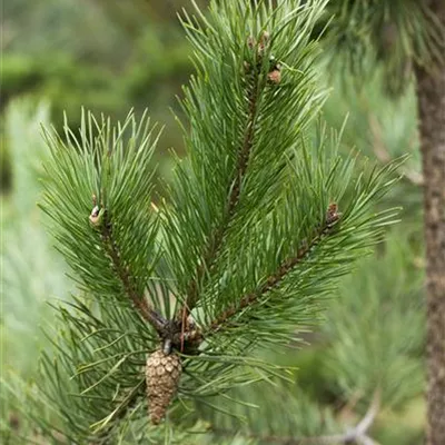 Hochstamm mit Ballen Stammumfang 10 - 12cm - Waldföhre, Kiefer - Pinus sylvestris