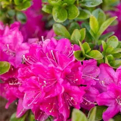 im Container 30 - 35 - Rhododendron, Azalee - Rhododendron (Japanische Azalee) 'Kermesina'