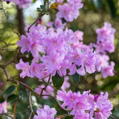 im Container 35 - 40 - Rhododendron - Rhododendron praecox