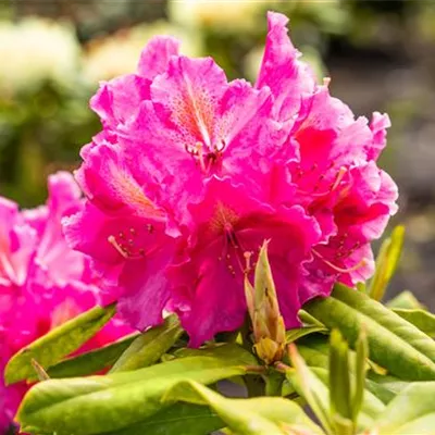 MB/ 40 - 50 - Rhododendron - Rhododendron 'Old Port'