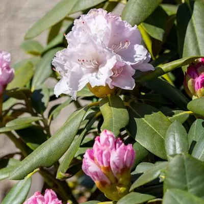 im Container 40 - 50 - Rhododendron - Rhododendron (Yakushimanum) 'Schneekrone'