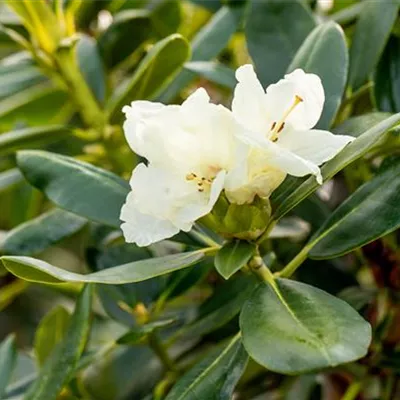 im Container 40 - 50 - Rhododendron - Rhododendron (Yakushimanum) 'Flava'