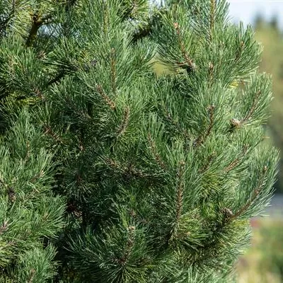 im Container 40 - 50 - Föhre, Kiefer - Pinus sylvestris 'Watereri'