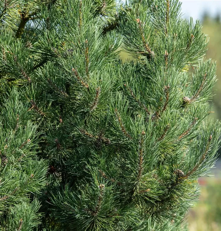 Säulenkiefer 'Fastigiata' - Pinus sylvestris 'Fastigiata'