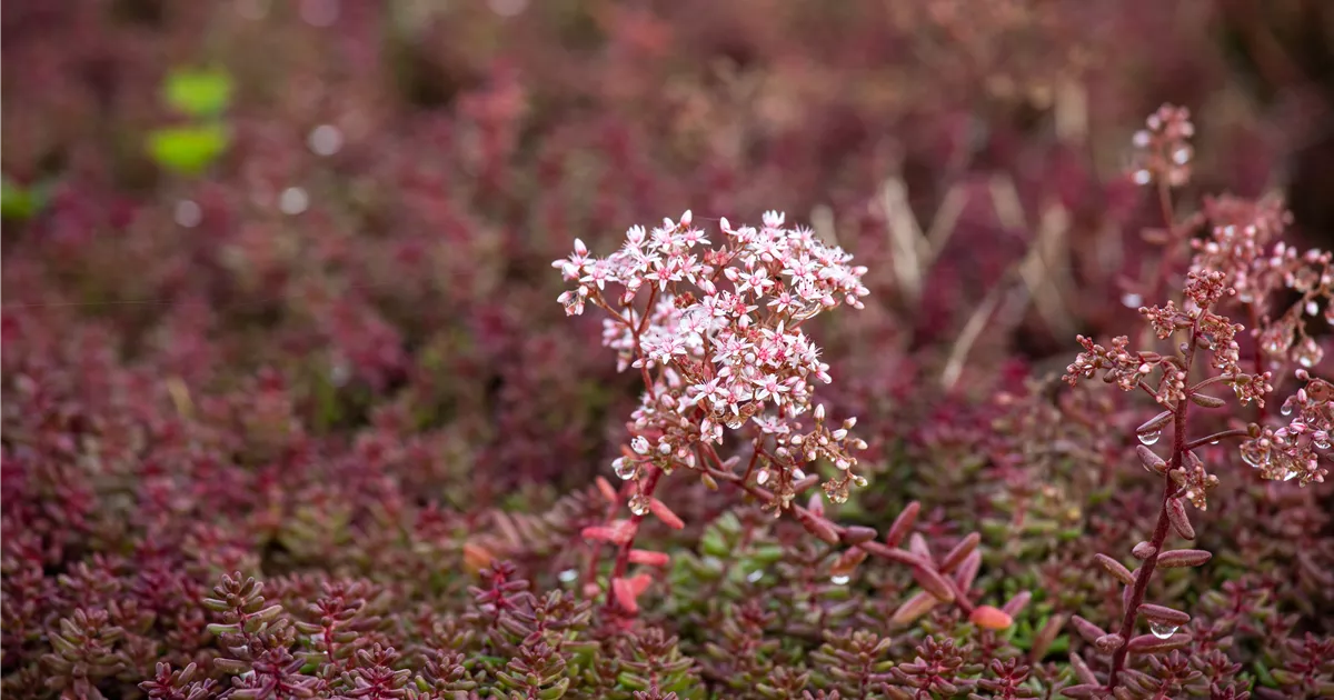 Sedum album 'Murale', Weisser Mauerpfeffer - Bauer Baumschulen AG