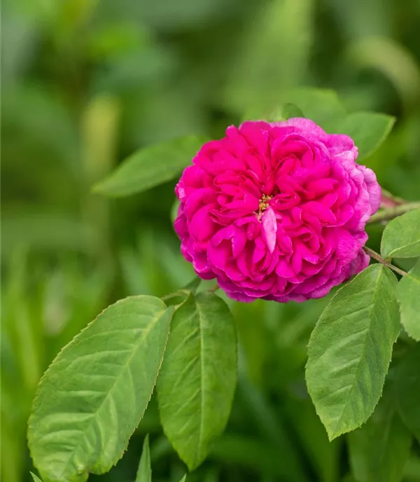Rosa (Strauchrose) 'Rose de Rescht'