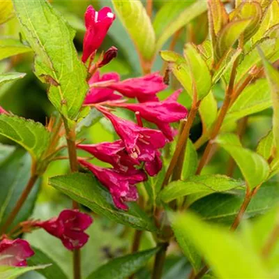 Weigela 'Bristol Ruby', Weigelie