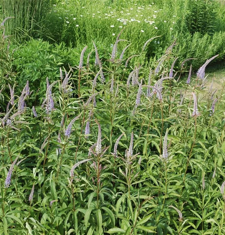 Veronicastrum virginicum, Virginischer Ehrenpreis