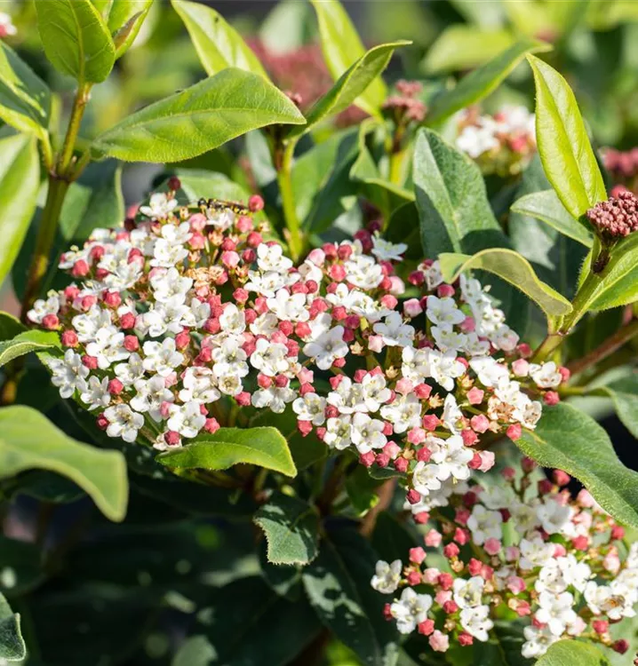 Viburnum Tinus Laurustinus - Immergrüner Blütenstrauch Für Garten Und Balkon