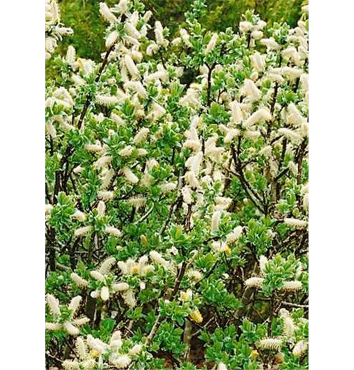 Spiessweide - Salix hastata 'Wehrhahnii'