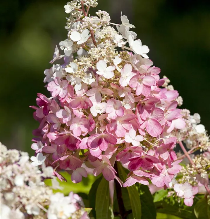 Hortensie - Hydrangea paniculata 'Sundae Fraise'