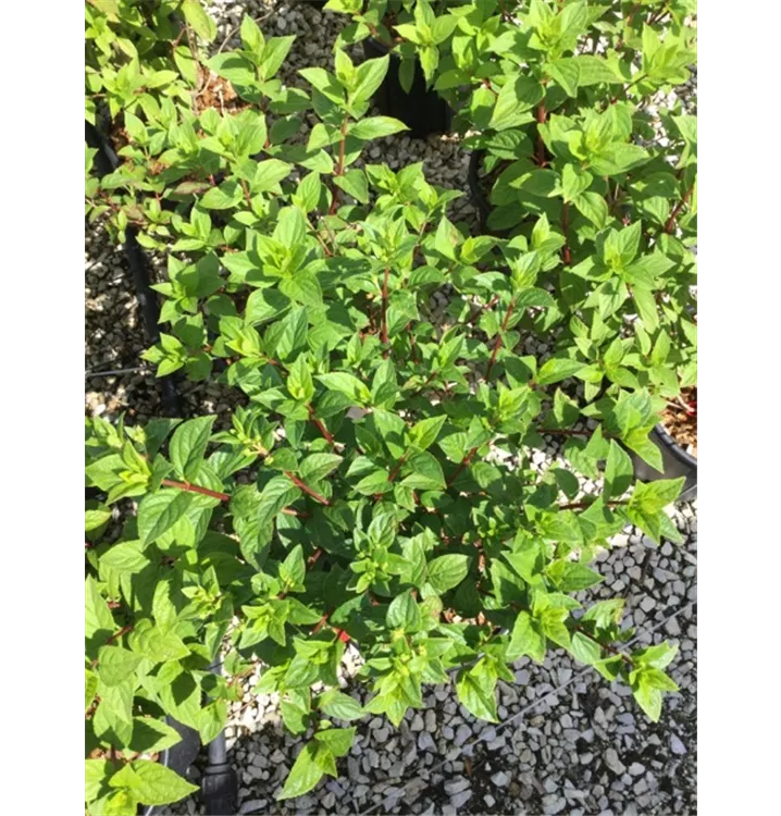 Rispen-Hortensie - Hydrangea paniculata 'Diamant Rouge'