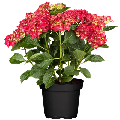 Topfgrösse 4 Liter - Hortensie - Hydrangea macrophylla 'Red Baron'