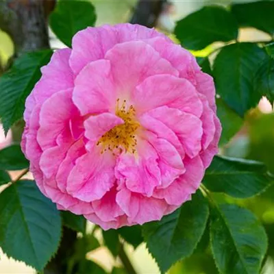 im Container - Strauchrose 'Gallica Officinalis' - Rosa gallica 'Officinalis'