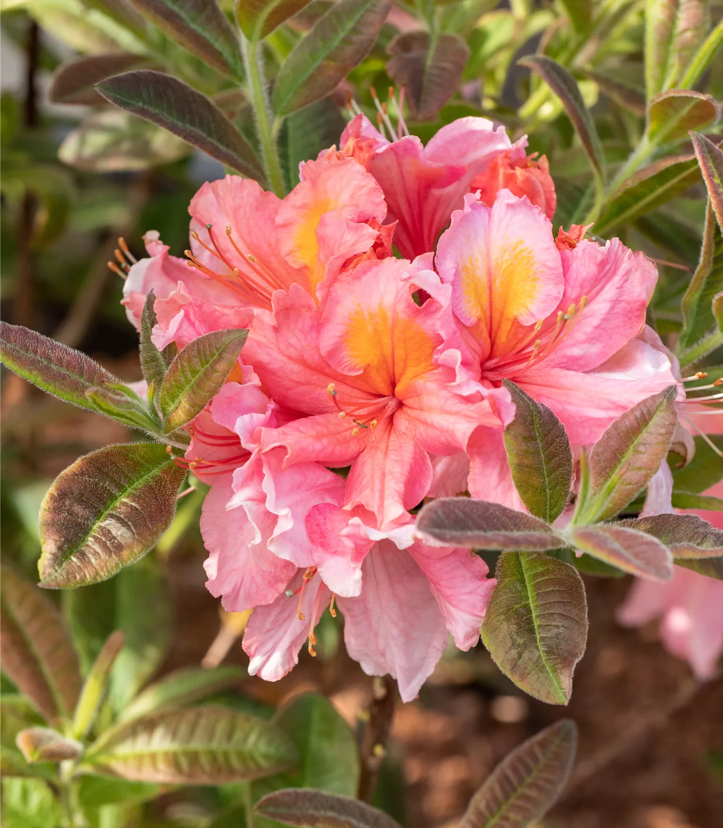 Rhododendron (Ghent Azalee) 'Coccinea Speciosa'