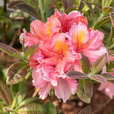 im Container Höhe 50-60cm - Sommergrüne Azalee 'Coccinea Speciosa' - Rhododendron (Ghent Azalee) 'Coccinea Speciosa'
