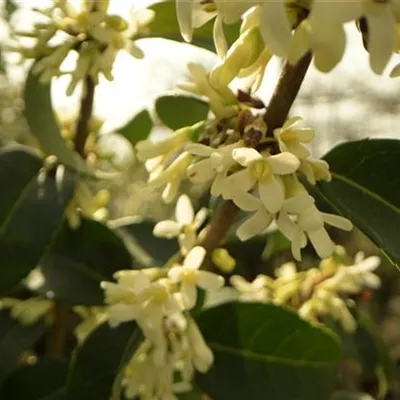 Container 50 - 60 - Duftblüte - Osmanthus burkwoodii (x)