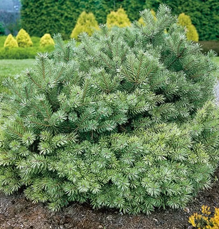 Föhre, Kiefer, Zwergform - Pinus sylvestris 'Beuvronensis'