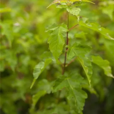 im Container 125 - 150 - Feuerahorn - Acer tataricum ssp. ginnala