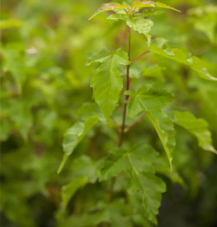 Feuerahorn - Acer tataricum ssp. ginnala