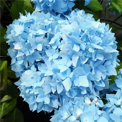 Topfgrösse 4 Liter - Hydrangea macrophylla 'Cameroun Bleu'
