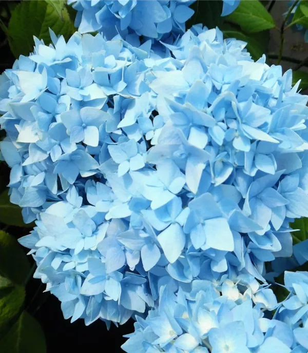 Hydrangea macrophylla 'Cameroun Bleu'