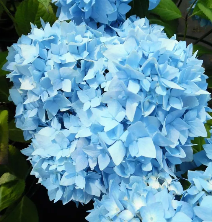 Hydrangea macrophylla 'Cameroun Bleu'