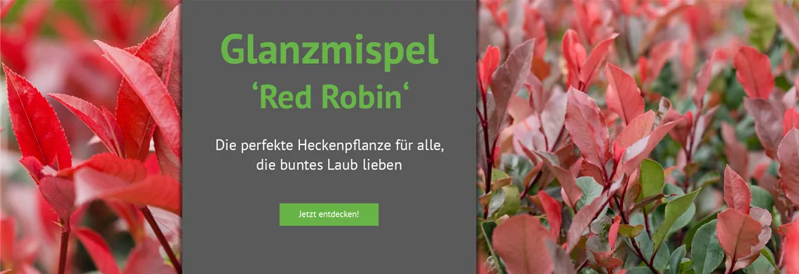Entdecken Sie unsere Glanzmispel 'Red Robin'