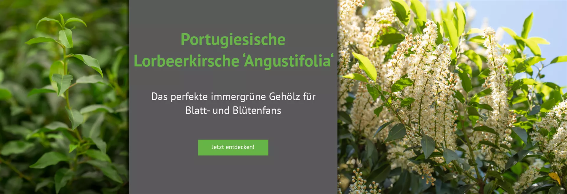 Entdecken Sie unsere Portugiesische Lorbeerkirsche 'Angustifolia'