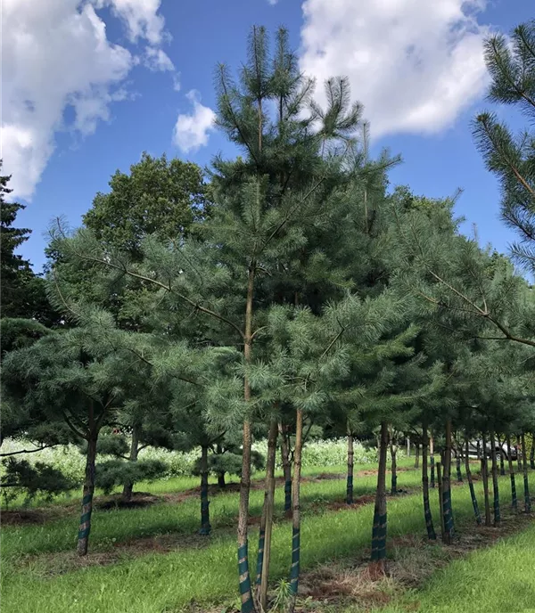 Pinus sylvestris mehrstämmiger Solitärbaum