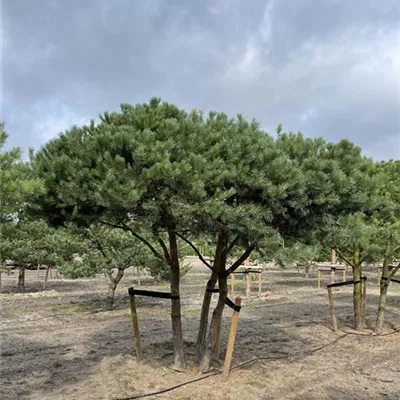 mit Ballen Breite 300-400cm, Höhe 350-400cm - Wald-Kiefer mehrstämmige Pinienform - Pinus sylvestris mehrstämmige Pinienform