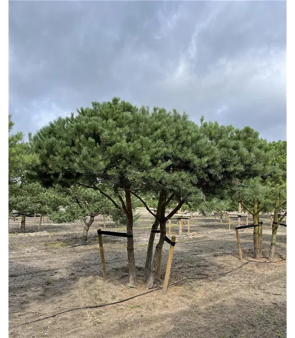 Pinus sylvestris mehrstämmige Pinienform