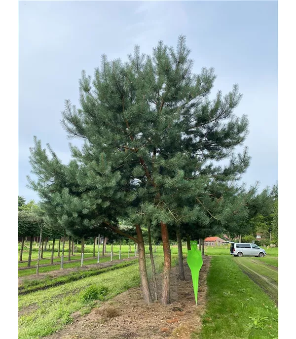 Pinus sylvestris mehrstämmiger Solitärbaum