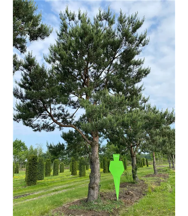 Pinus sylvestris Charakterbaum