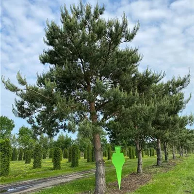 mit Ballen Breite 500-600cm, Höhe 800-900cm, Stammumfang 120-130cm - Wald-Kiefer Charakterbaum - Pinus sylvestris Charakterbaum