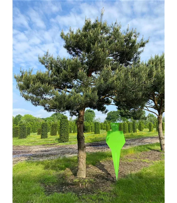 Pinus sylvestris Charakterbaum