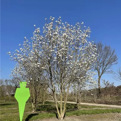 Schirmform mit Ballen, Breite 300-400cm, Höhe 400-450cm - Kobus-Magnolie Schirmform - Magnolia kobus Schirmform