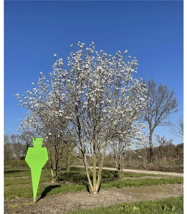 Magnolia kobus Schirmform