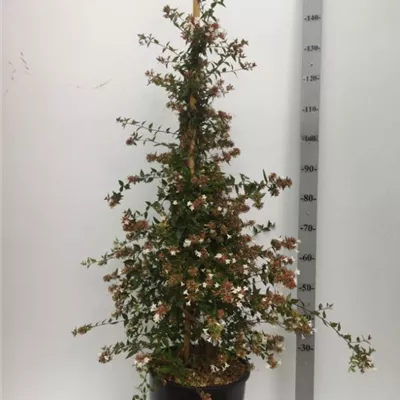 im Container 20 - 30 - Abelie - Abelia grandiflora (x)