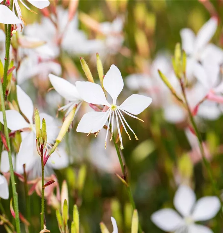 Gaura lindheimeri whirling butterflies discount