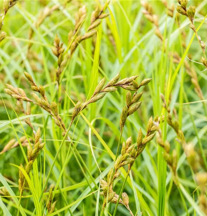 Wald-Segge - Carex sylvatica