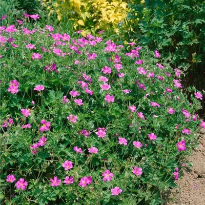 Topfgrösse 0.5 Liter - Oxford-Garten-Storchschnabel 'Rosenlicht' - Geranium oxonianum (x) 'Rosenlicht'
