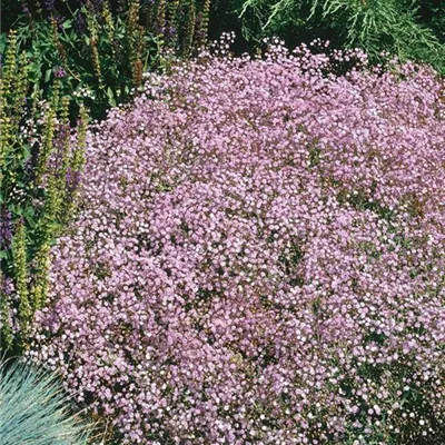 Topfgrösse 0.5 Liter - Garten-Schleierkraut 'Rosenschleier' - Gypsophila 'Rosenschleier'