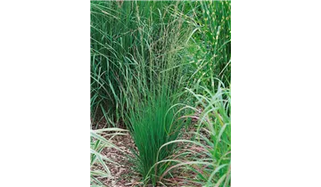Molinia caerulea 'Heidebraut', Kleines GartenPfeifengras 'Heidebraut'