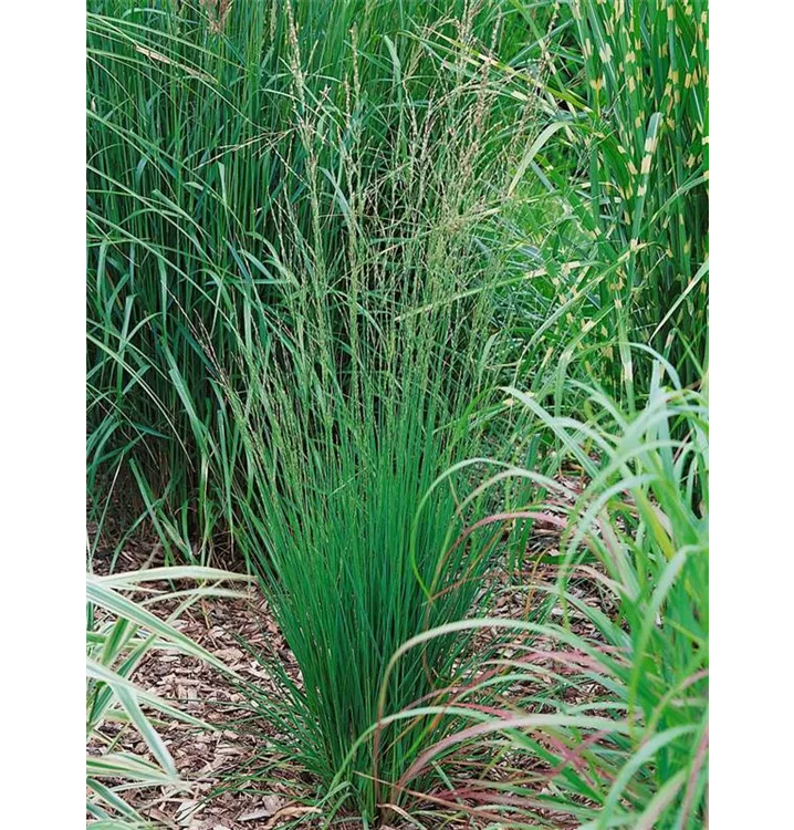 Molinia caerulea 'Heidebraut', Kleines GartenPfeifengras 'Heidebraut'