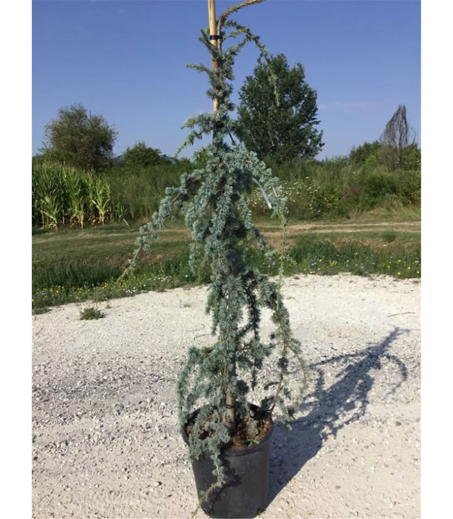 Cedrus libani 'Glauca Pendula'