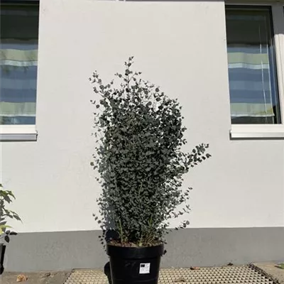 Topfgrösse 10 Liter Höhe 60 - 80cm - Echter Eukalyptus Heckenpflanze - Eucalyptus gunnii - Heckenpflanze