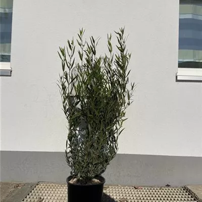Container 50 - 60 - Schmalblättrige Steinlinde - Phillyrea angustifolia Solitär