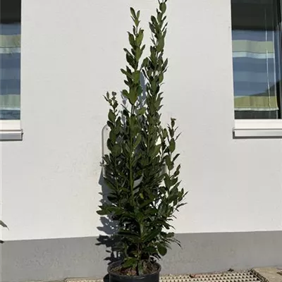 Topfgrösse 10 Liter Höhe 80 - 100 - Lorbeerbaum Heckenpflanze - Laurus nobilis Heckenpflanze